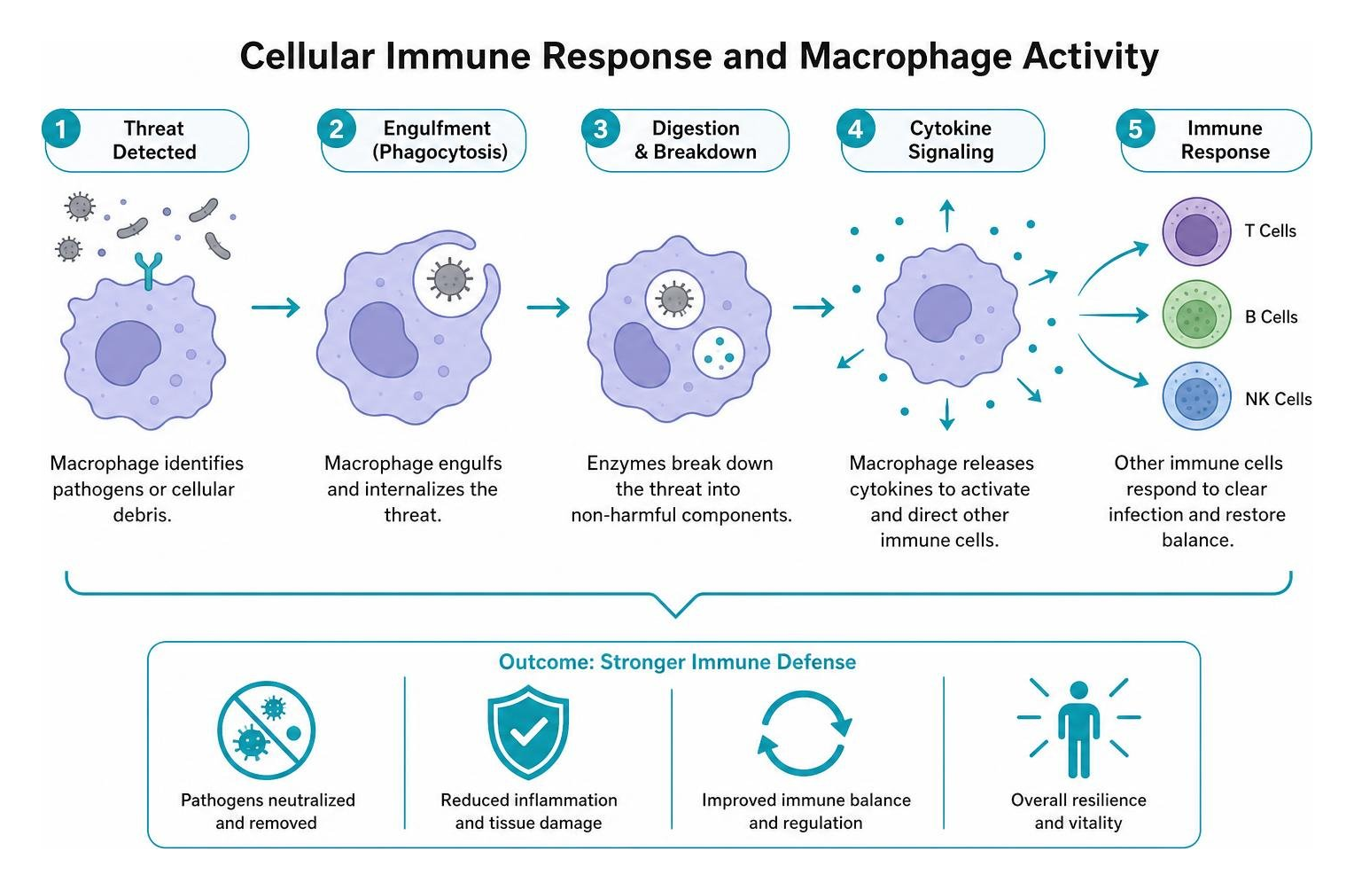 Cellular immune response and macrophage activity diagram