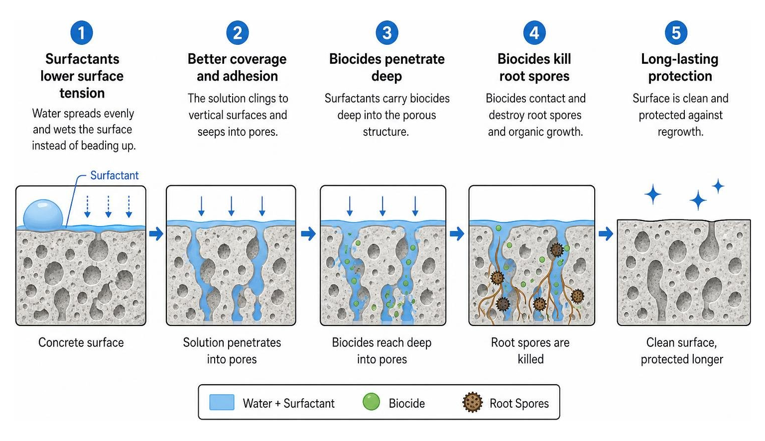Diagram showing how surfactants lower surface tension to allow biocides to penetrate deep into porous concrete and kill root Diagram showing how surfactants lower surface tension to allow biocides to penetrate deep into porous concrete and kill root