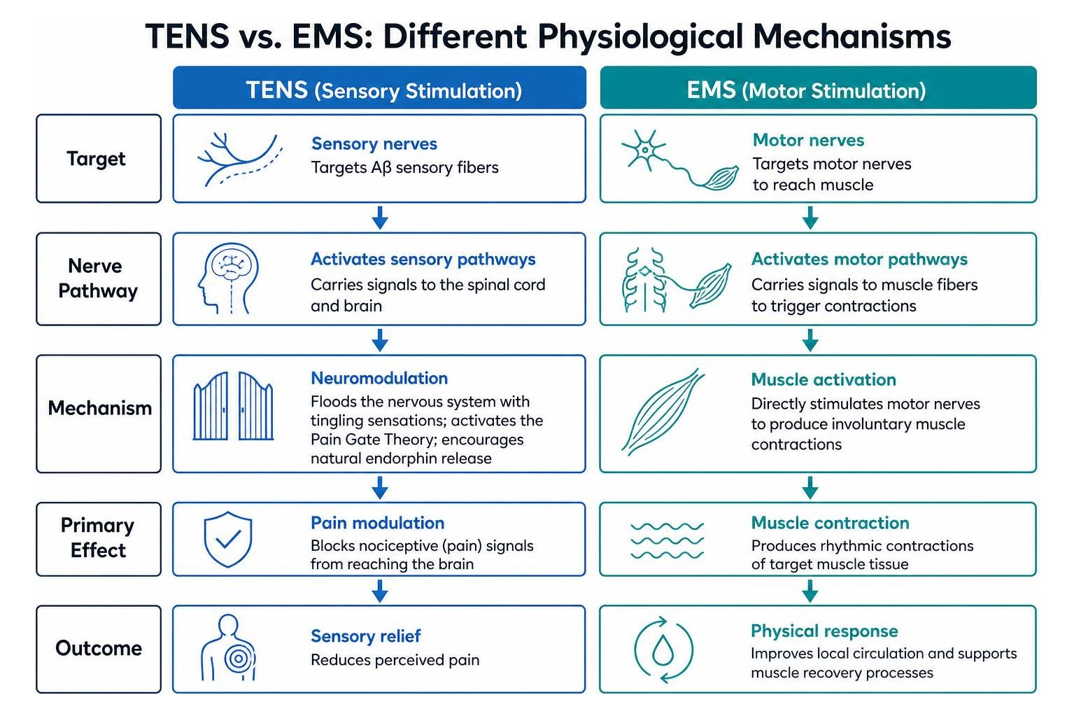 Differences in physiological mechanisms between TENS sensory stimulation and EMS motor stimulation
