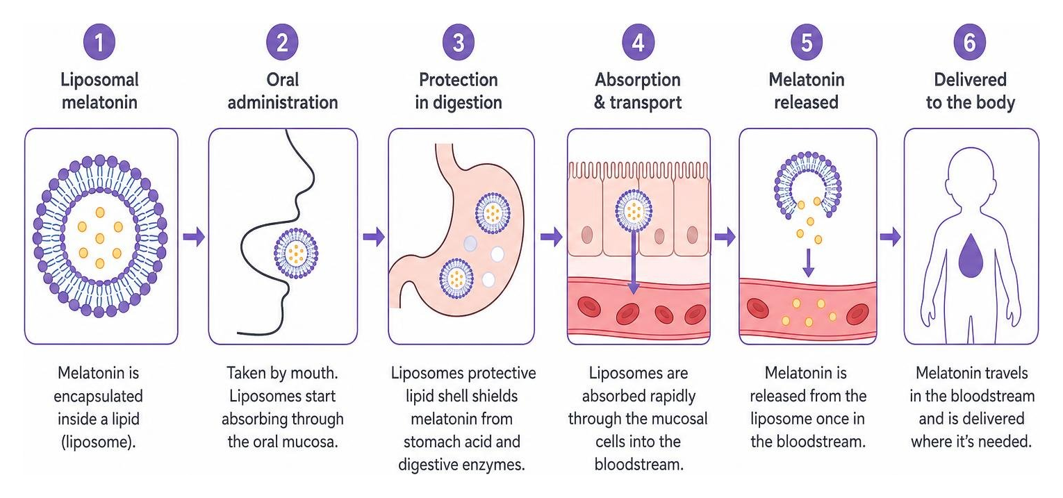 How liposomes protect and deliver melatonin directly to the bloodstream How liposomes protect and deliver melatonin directly to the bloodstream