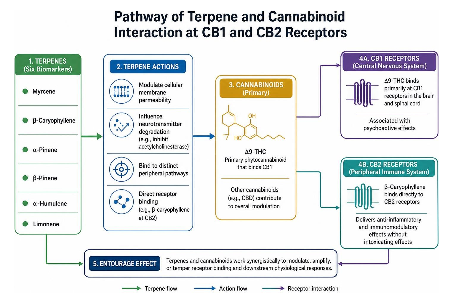 Pathway of terpene and cannabinoid interaction at CB1 and CB2 receptors