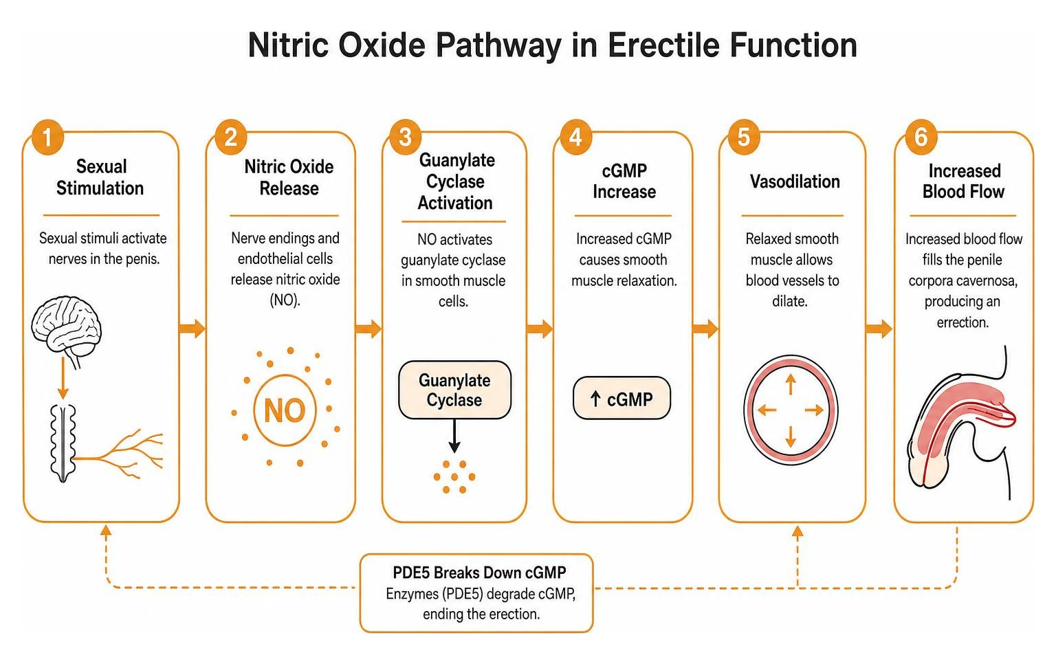 Diagram of the Nitric Oxide Pathway in Erectile Function Diagram of the Nitric Oxide Pathway in Erectile Function