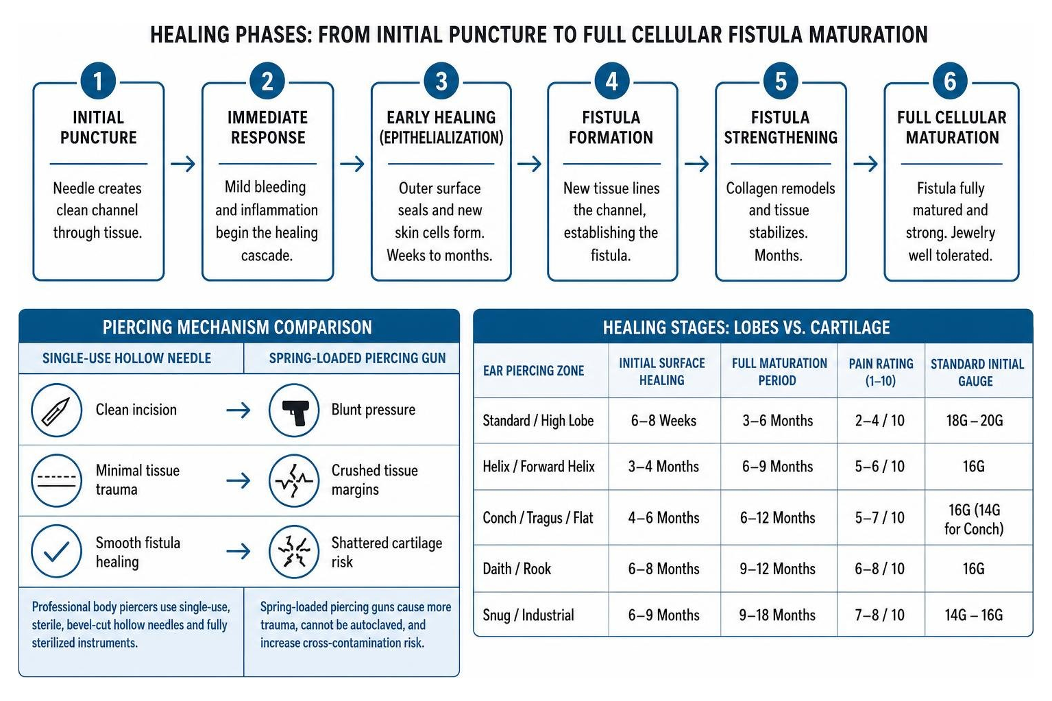 Healing phases from initial puncture to full cellular fistula maturation