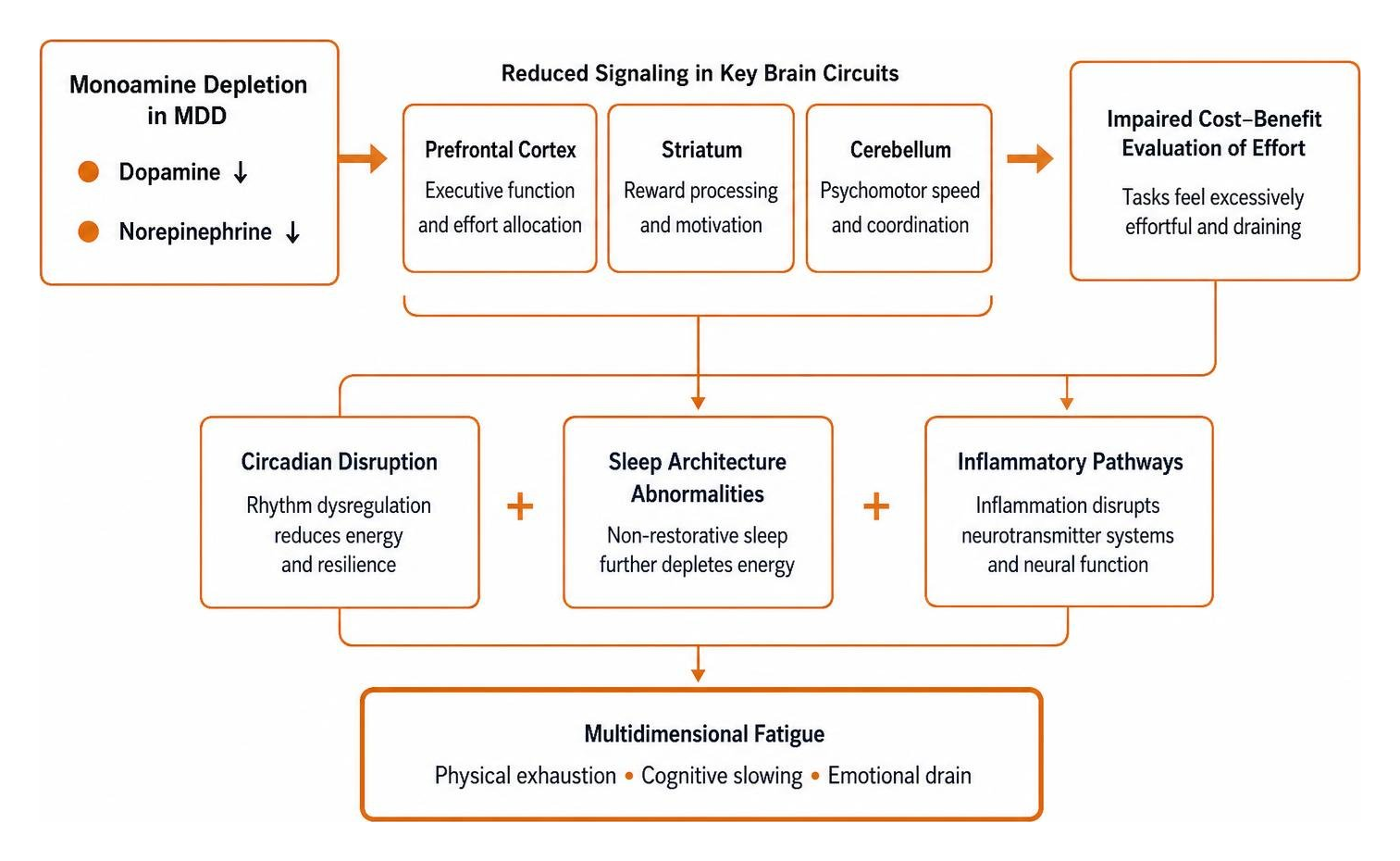 Neurobiological pathways connecting monoamine depletion and fatigue in major depressive disorder