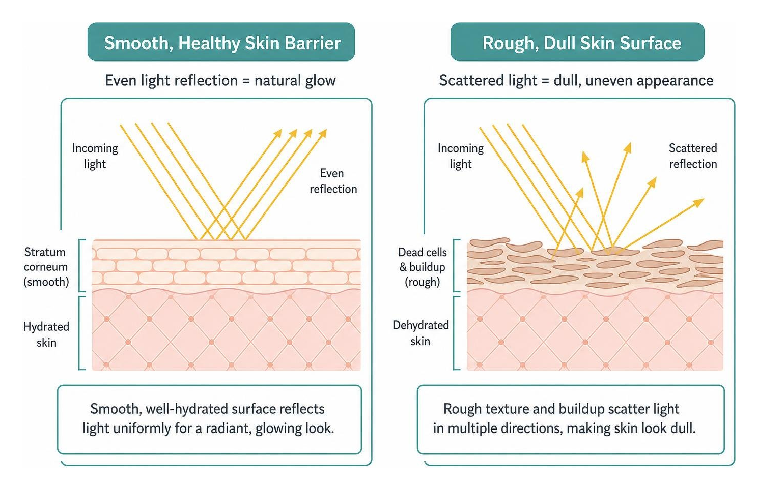diagram of skin barrier light reflection versus rough dull surface scattering