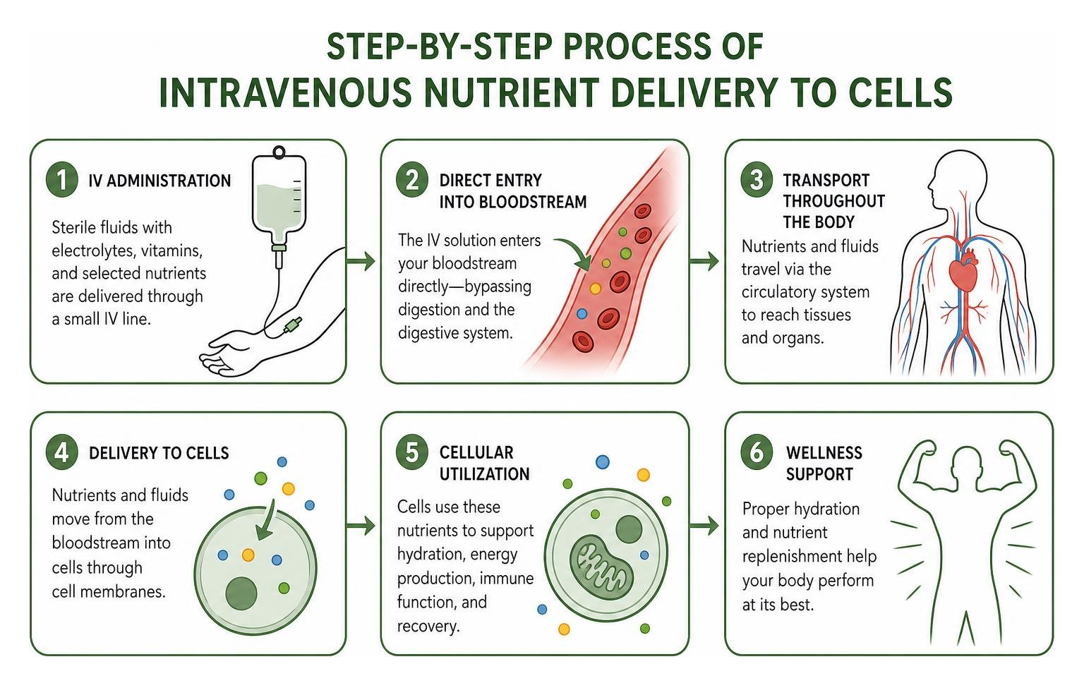 Step-by-step process of intravenous nutrient delivery to cells Step-by-step process of intravenous nutrient delivery to cells