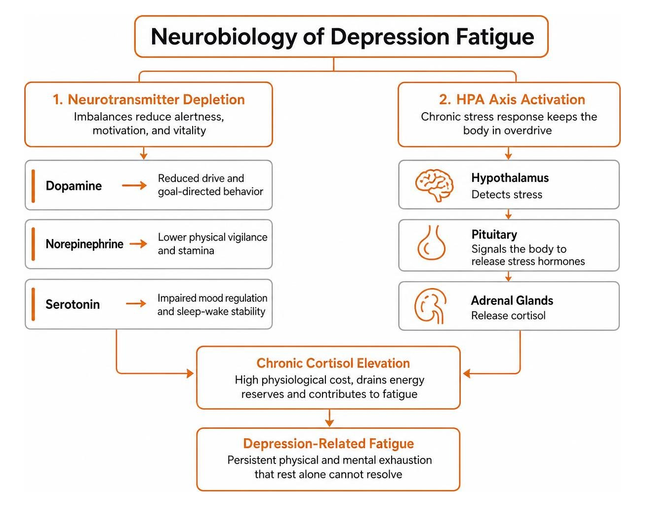 neurobiology of depression fatigue showing neurotransmitter depletion and HPA axis activation neurobiology of depression fatigue showing neurotransmitter depletion and HPA axis activation