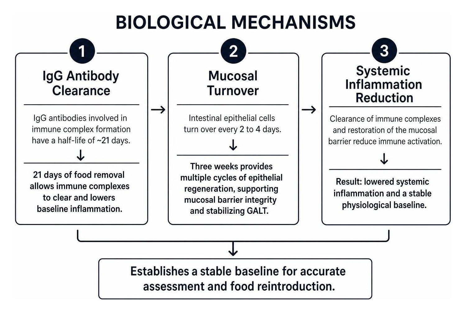 Biological mechanisms: IgG antibody clearance, mucosal turnover, and systemic inflammation reduction