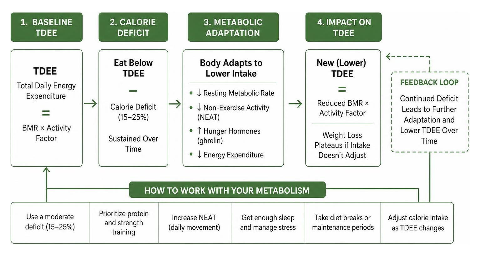 How metabolic adaptation and calorie deficits impact your TDEE How metabolic adaptation and calorie deficits impact your TDEE