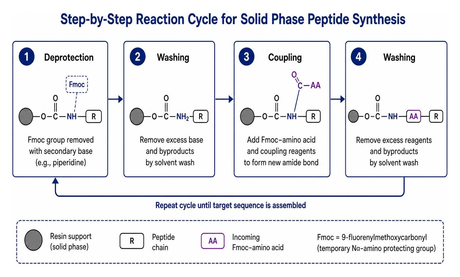 Step-by-step reaction cycle for solid phase peptide synthesis Step-by-step reaction cycle for solid phase peptide synthesis