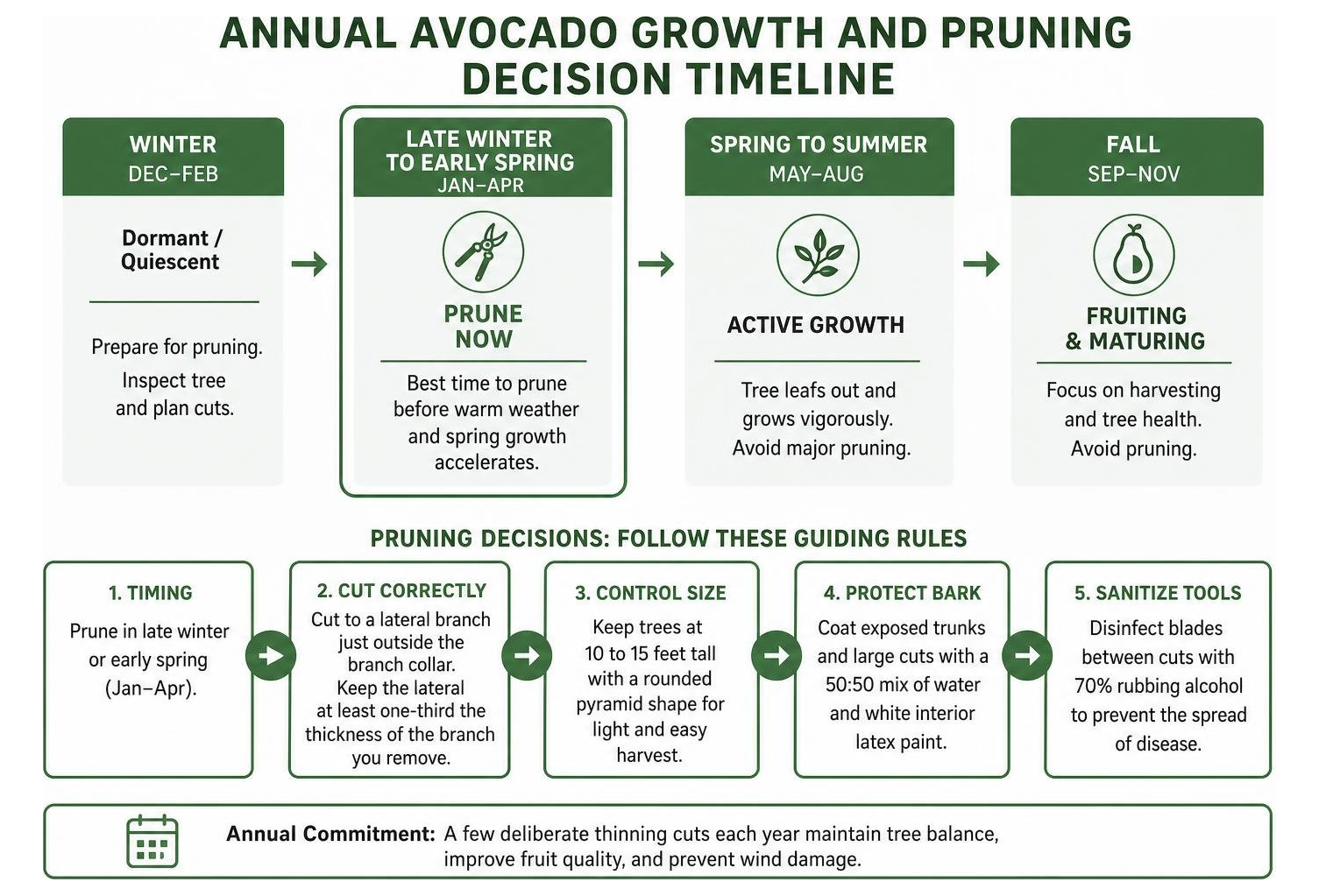 Annual avocado growth and pruning decision timeline Annual avocado growth and pruning decision timeline