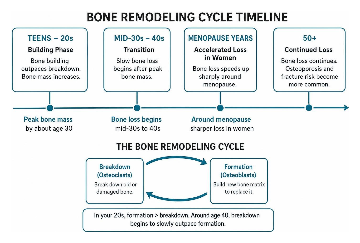 Bone remodeling cycle timeline from peak bone mass in the 20s to continued bone loss after age 50