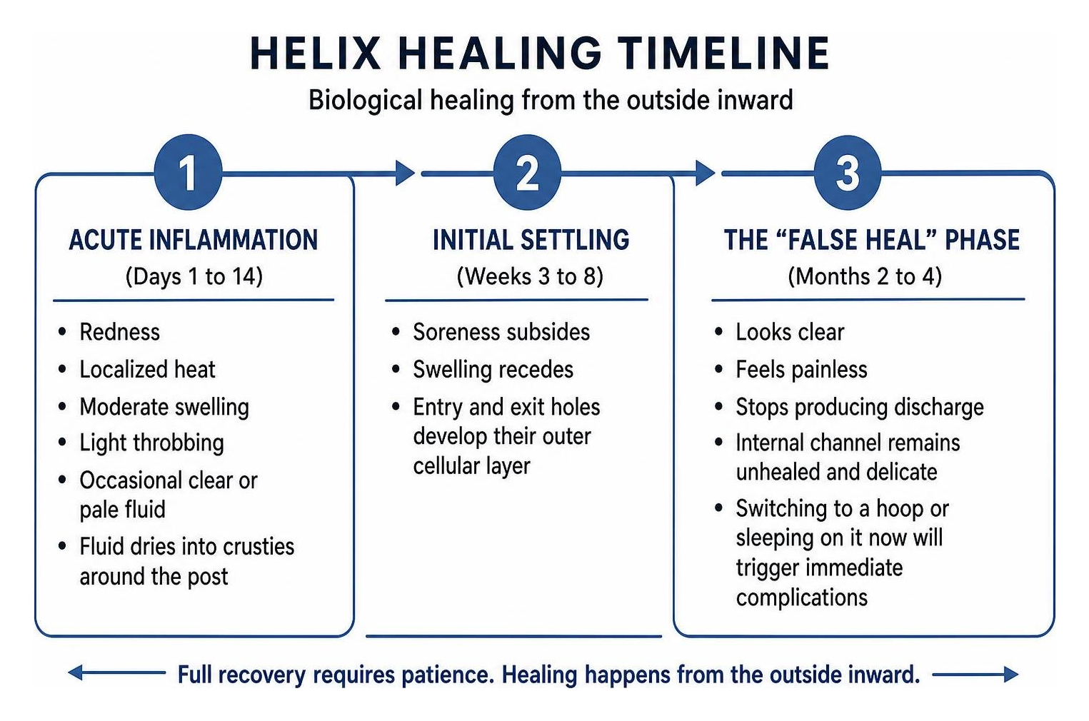 Biological healing timeline from acute inflammation to deep tissue maturation