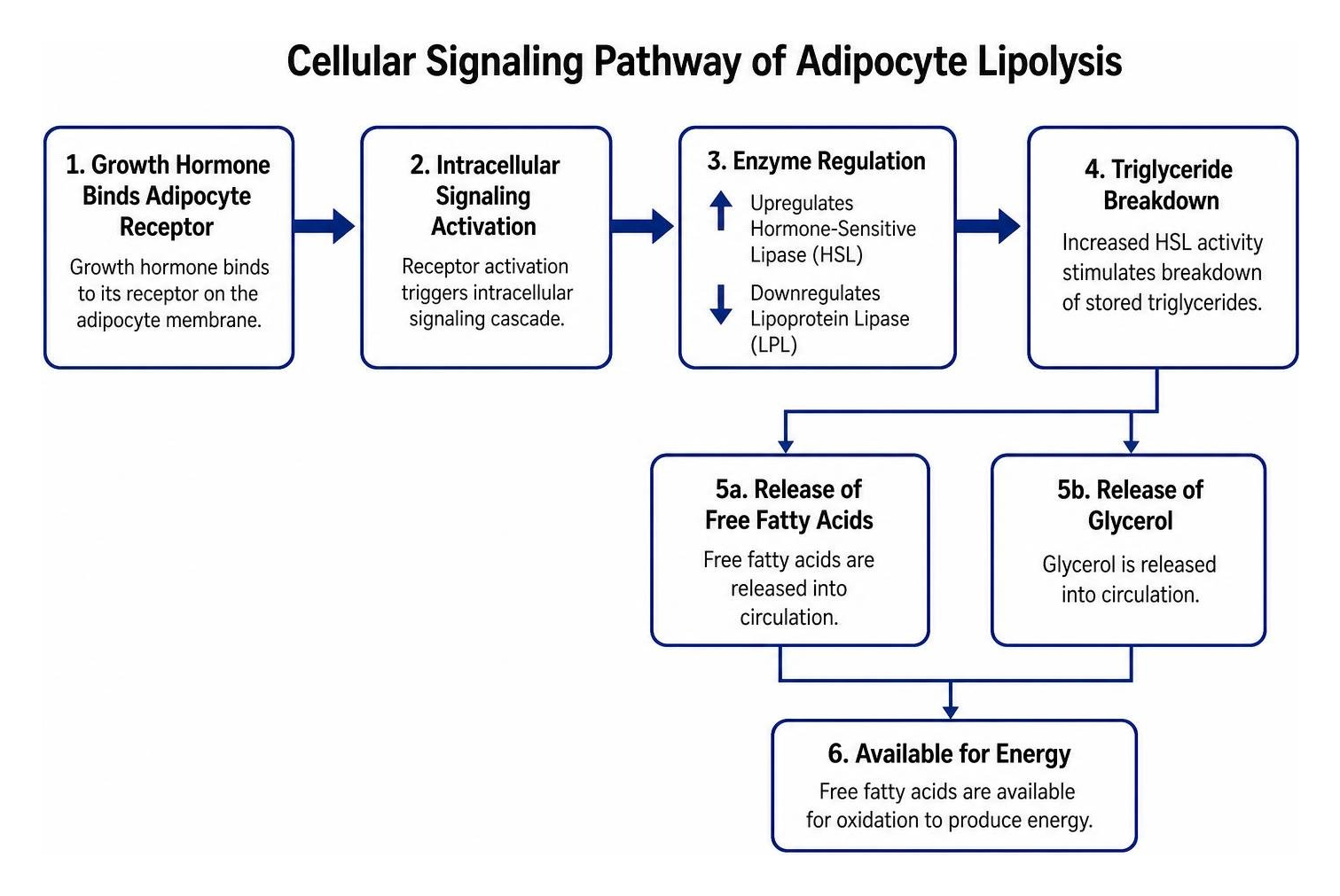 Cellular signaling pathway of adipocyte lipolysis