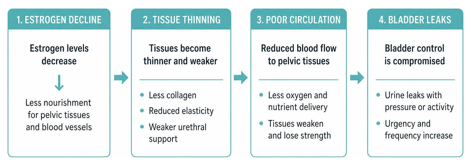 Diagram showing how estrogen decline leads to tissue thinning, poor circulation, and bladder leaks Diagram showing how estrogen decline leads to tissue thinning, poor circulation, and bladder leaks