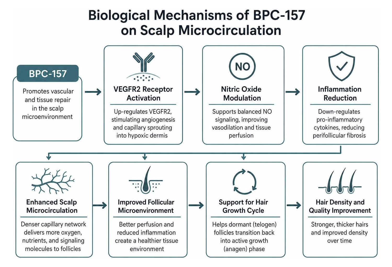 Biological mechanisms of BPC-157 on scalp microcirculation Biological mechanisms of BPC-157 on scalp microcirculation
