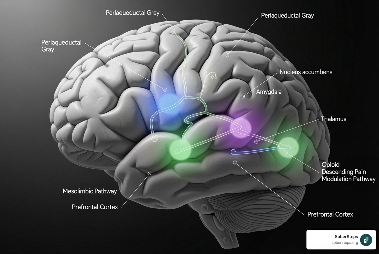 brain diagram showing opioid receptors - Fentanyl Addiction