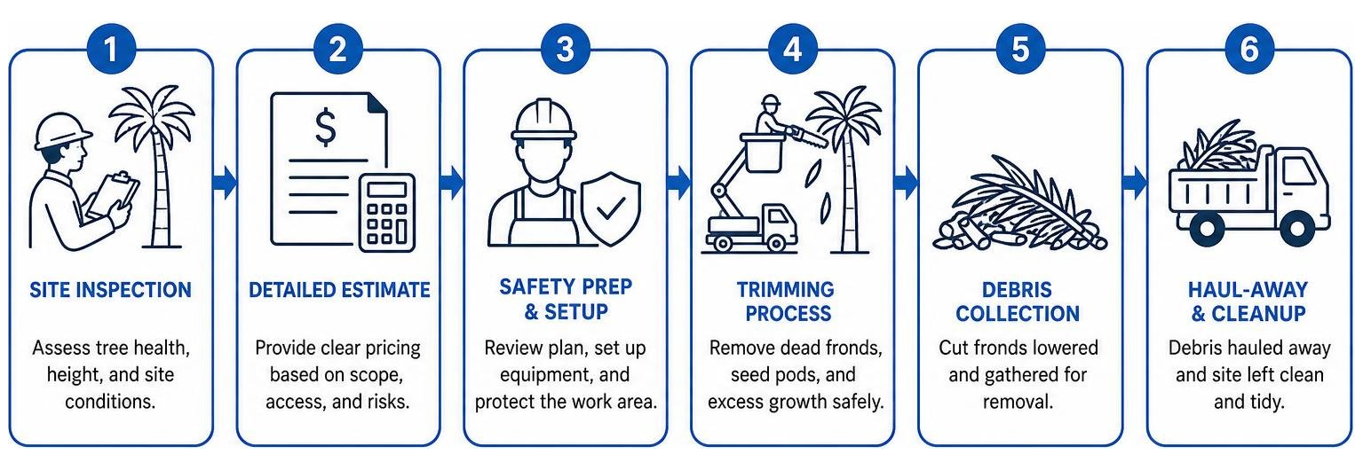 Process flow of a professional palm tree trimming service, from initial site inspection to final debris haul-away