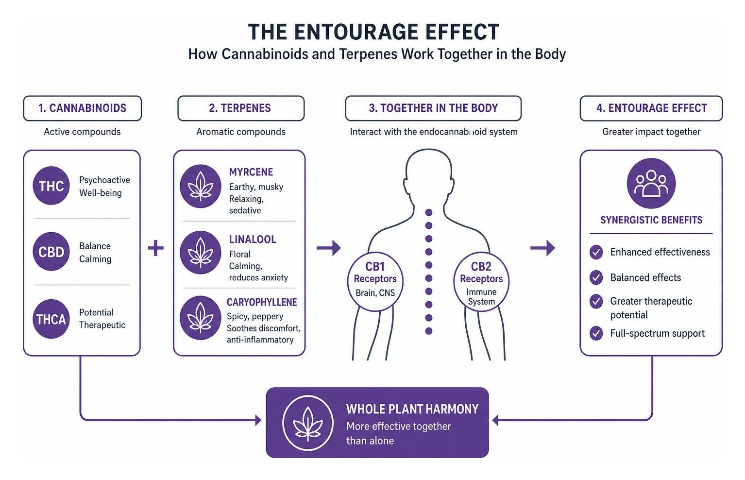 Diagram showing how cannabinoids and terpenes work together in the body to produce the entourage effect Diagram showing how cannabinoids and terpenes work together in the body to produce the entourage effect