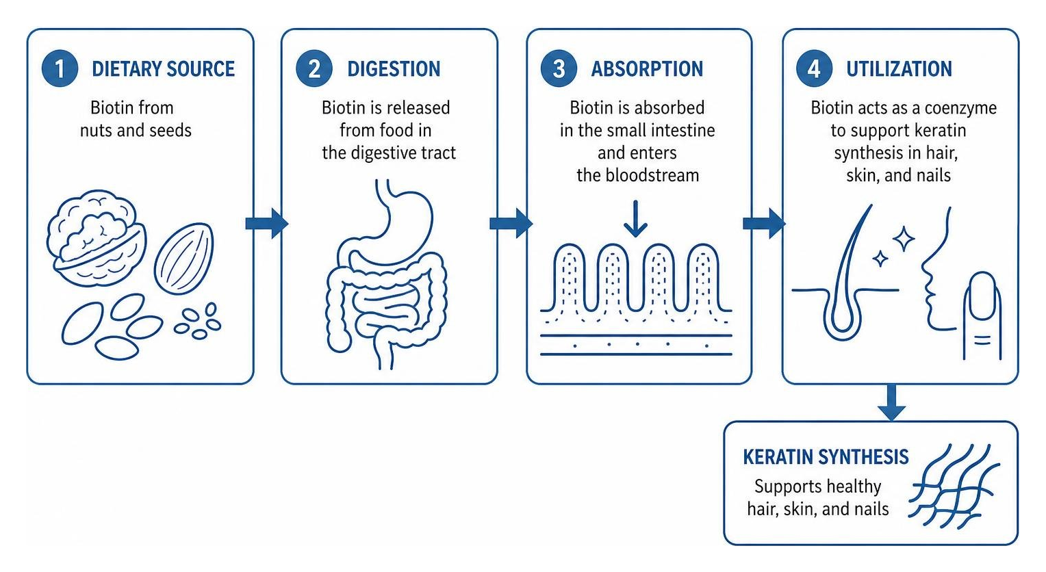 Diagram showing how dietary biotin from nuts and seeds is digested, absorbed, and utilized for keratin synthesis Diagram showing how dietary biotin from nuts and seeds is digested, absorbed, and utilized for keratin synthesis