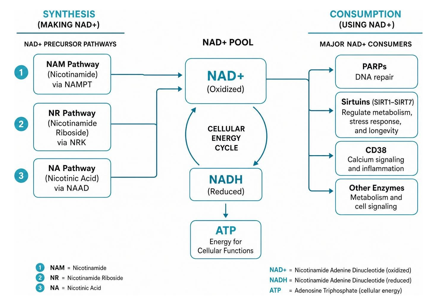 Pathway of NAD synthesis and consumption in human cells
