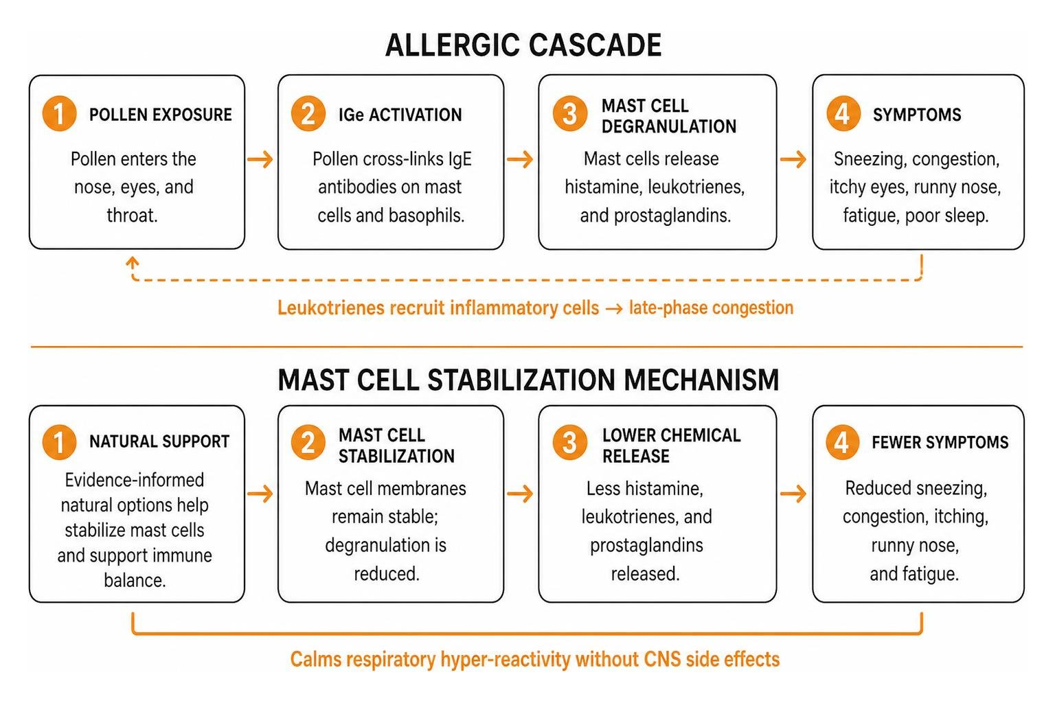 Allergic cascade versus mast cell stabilization mechanism Allergic cascade versus mast cell stabilization mechanism