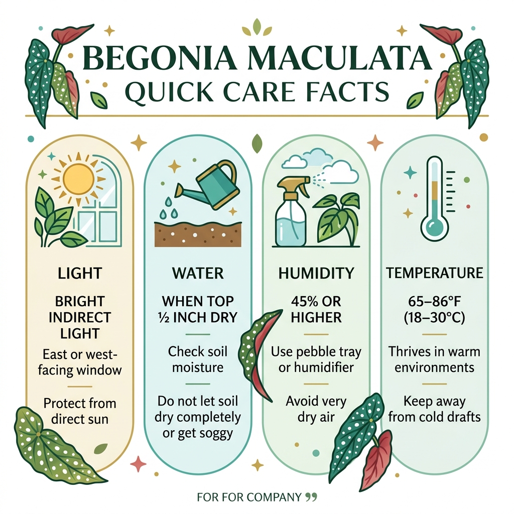 Begonia maculata quick care facts infographic with light, water, humidity, and temperature requirements - begonia maculata Begonia maculata quick care facts infographic with light, water, humidity, and temperature requirements - begonia maculata