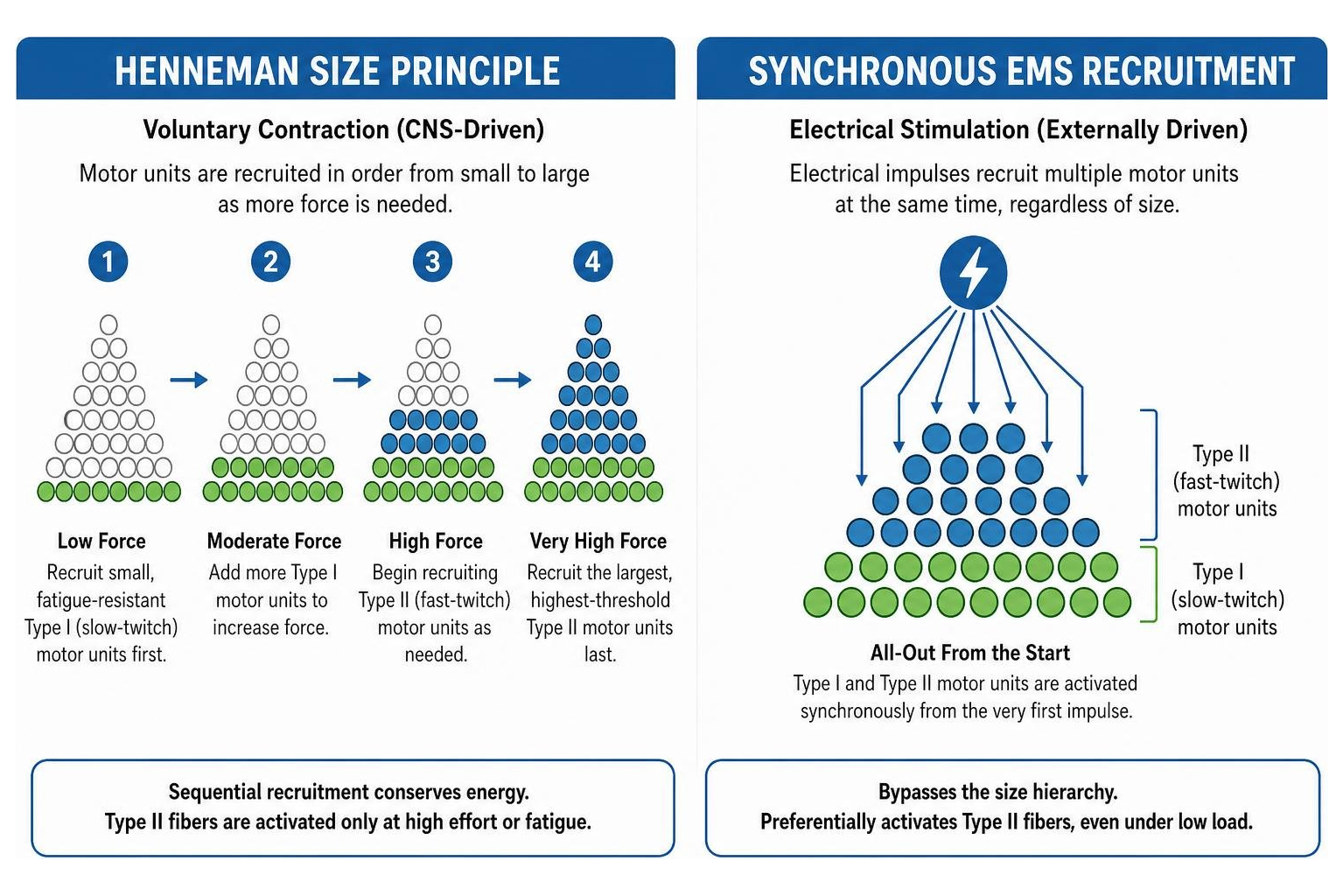 Diagram of Henneman size principle versus synchronous EMS motor unit recruitment