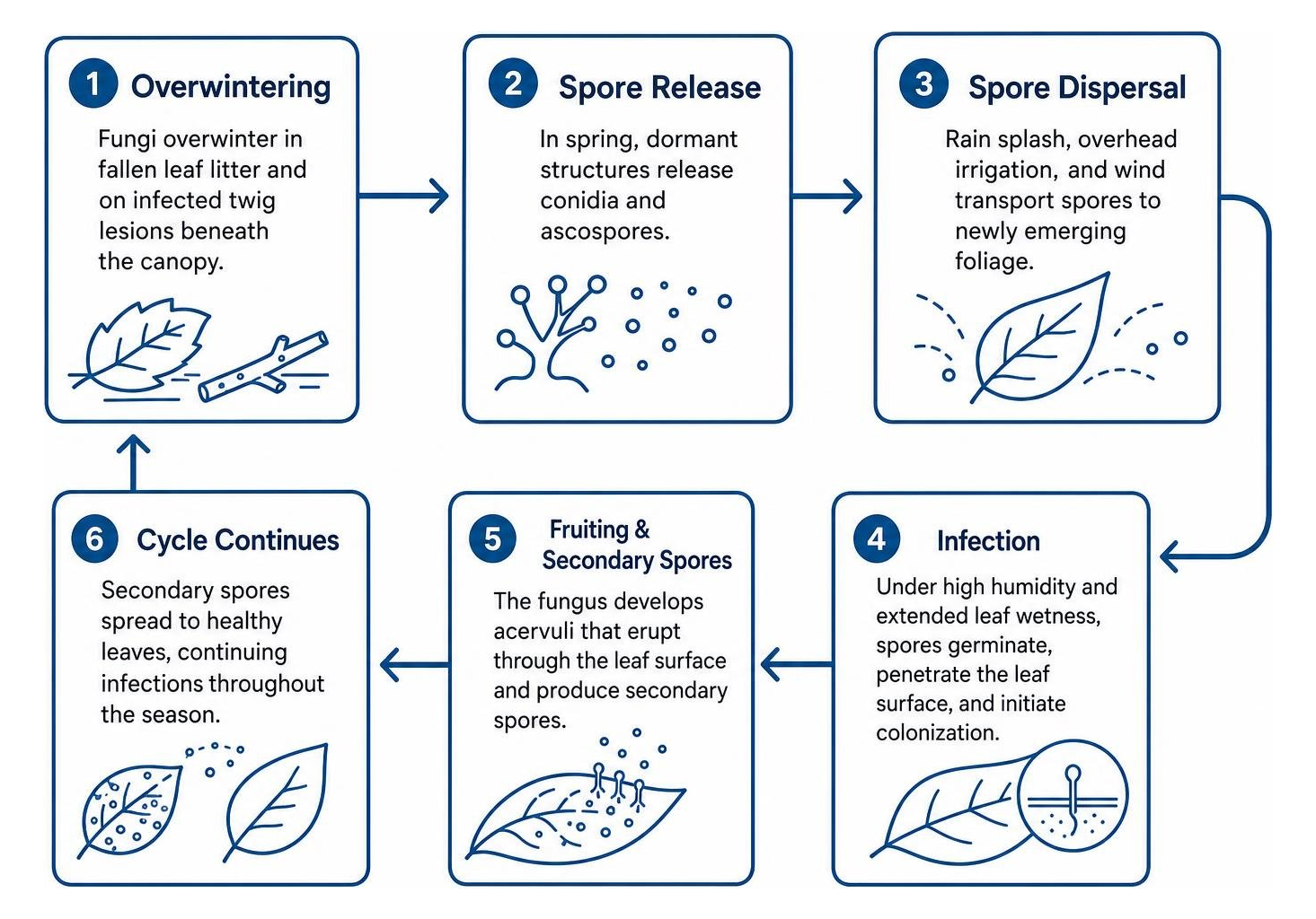 Disease cycle diagram of Marssonina leaf spot from overwintering debris to leaf infection Disease cycle diagram of Marssonina leaf spot from overwintering debris to leaf infection
