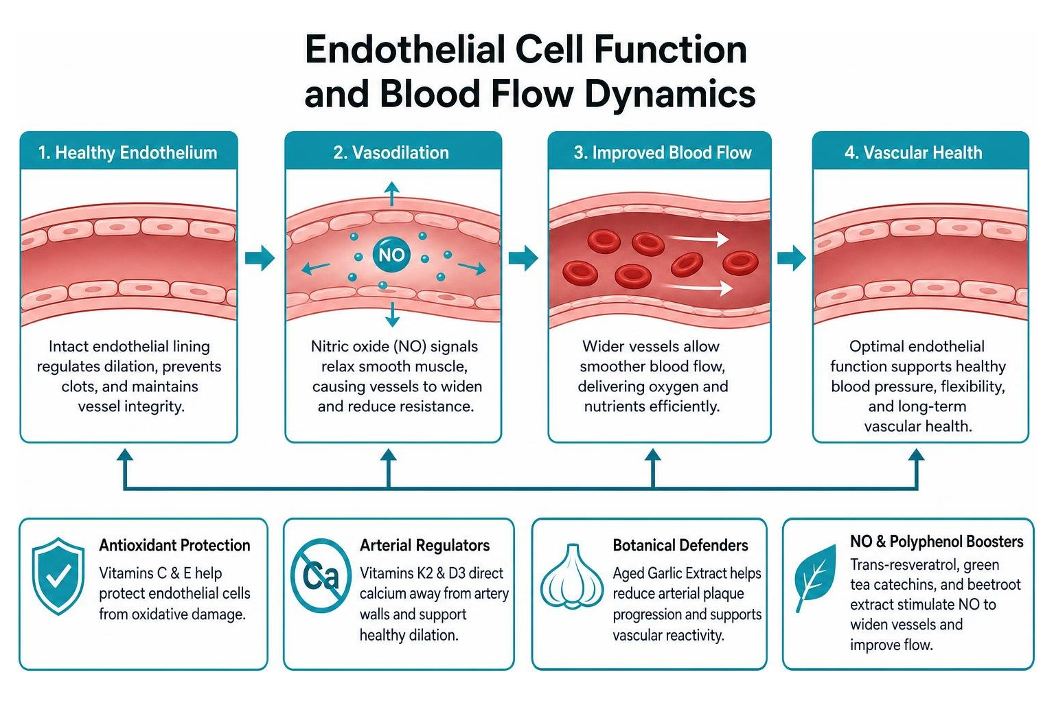 Endothelial cell function and blood flow dynamics