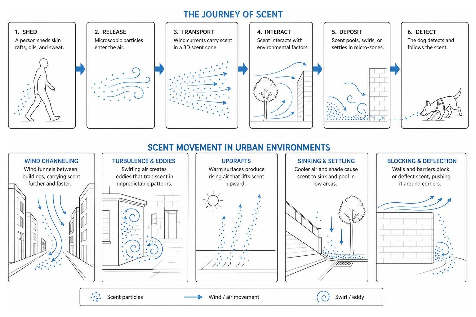 diagram of scent movement in wind currents and urban environments diagram of scent movement in wind currents and urban environments