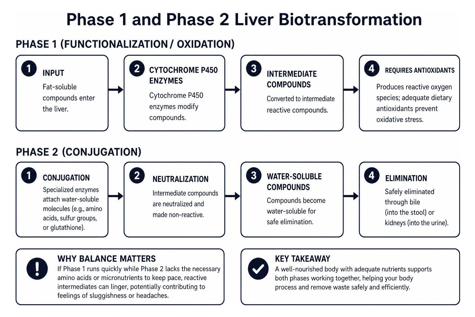 Step-by-step diagram of Phase 1 and Phase 2 liver biotransformation Step-by-step diagram of Phase 1 and Phase 2 liver biotransformation