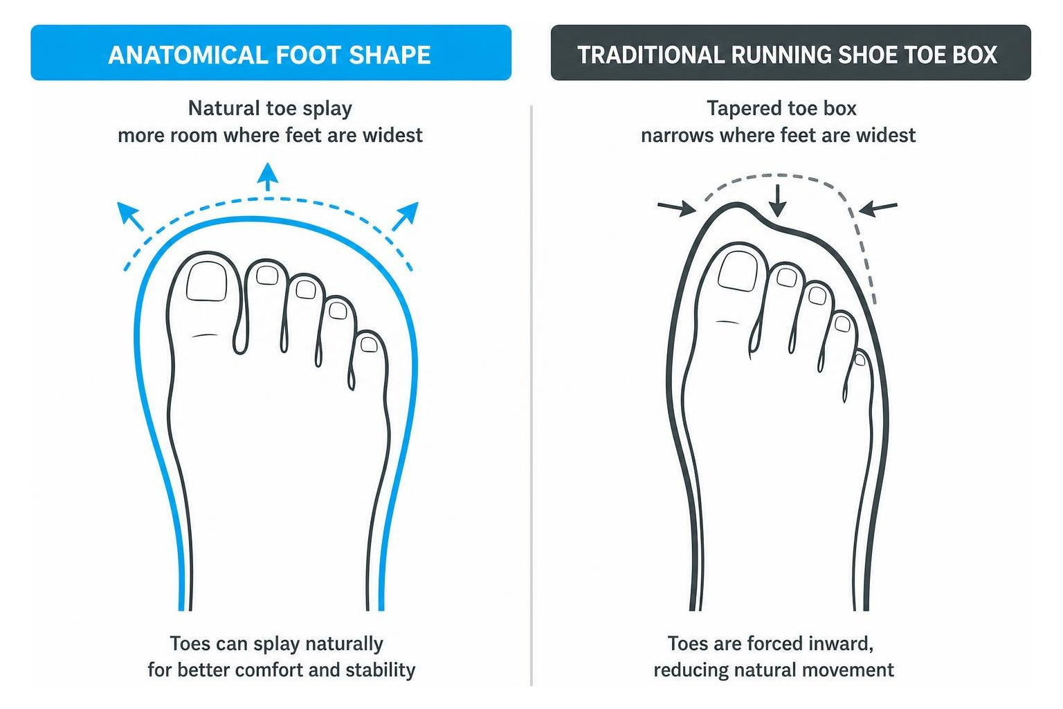 anatomical foot shape compared to tapered traditional running shoe toe box