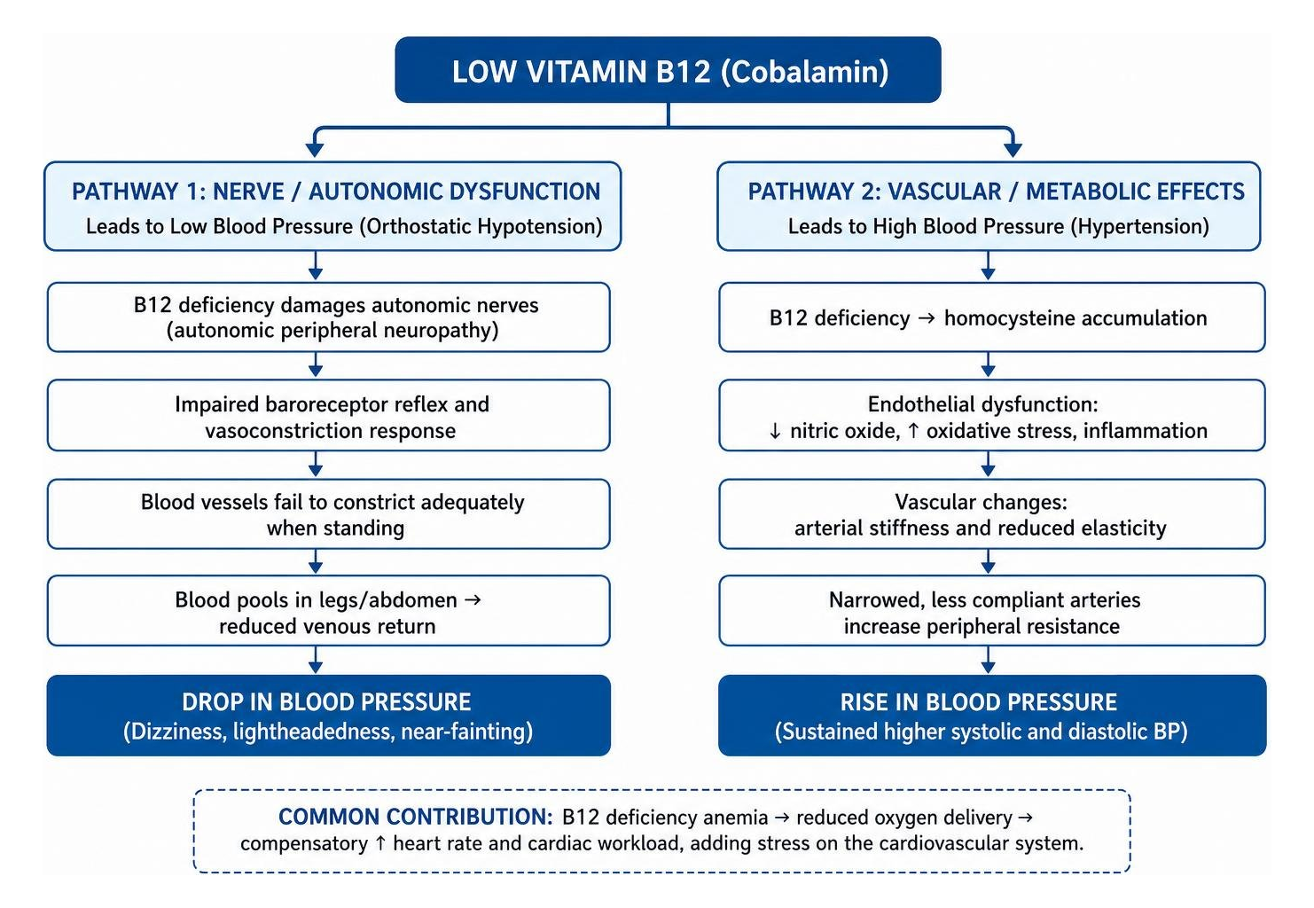 Mechanisms linking low B12 to blood pressure changes