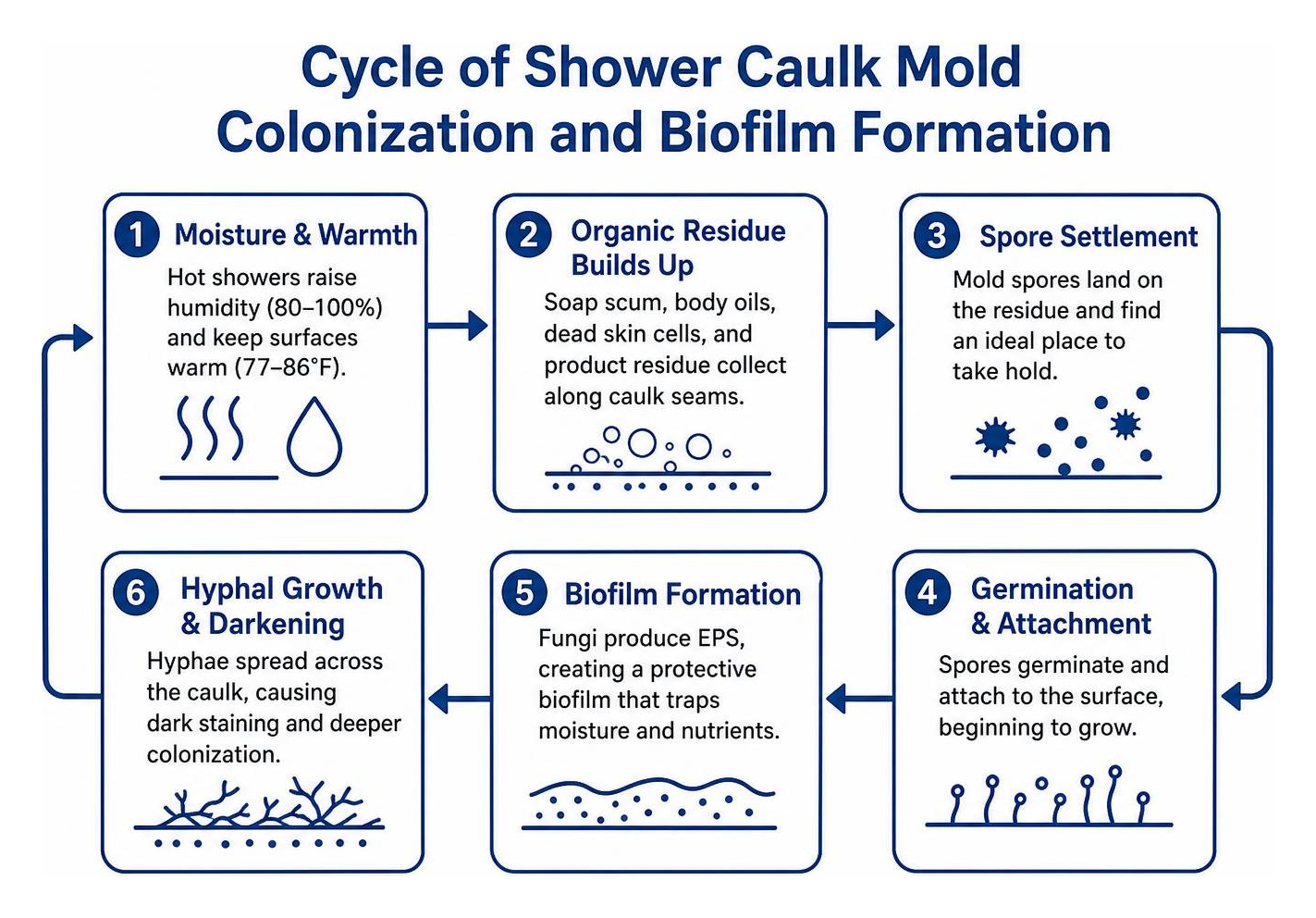 Cycle of shower caulk mold colonization and biofilm formation Cycle of shower caulk mold colonization and biofilm formation