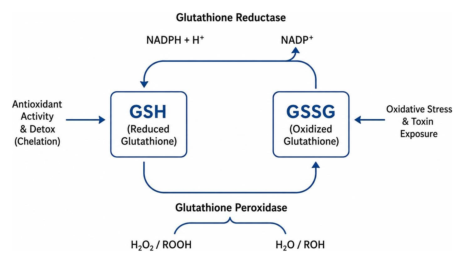 Diagram of the cellular glutathione cycle showing the conversion between GSH and GSSG