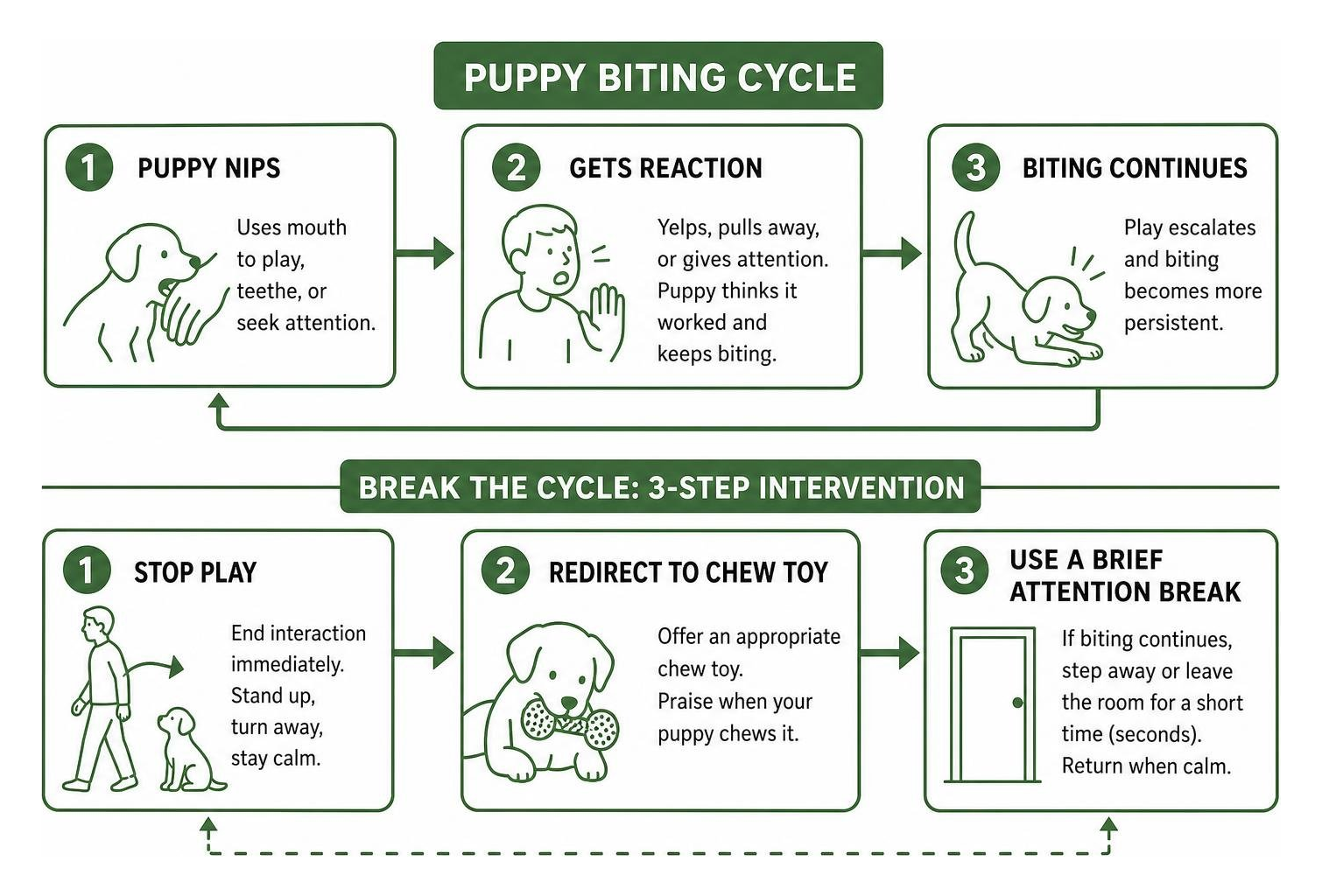 Puppy biting cycle and intervention diagram Puppy biting cycle and intervention diagram