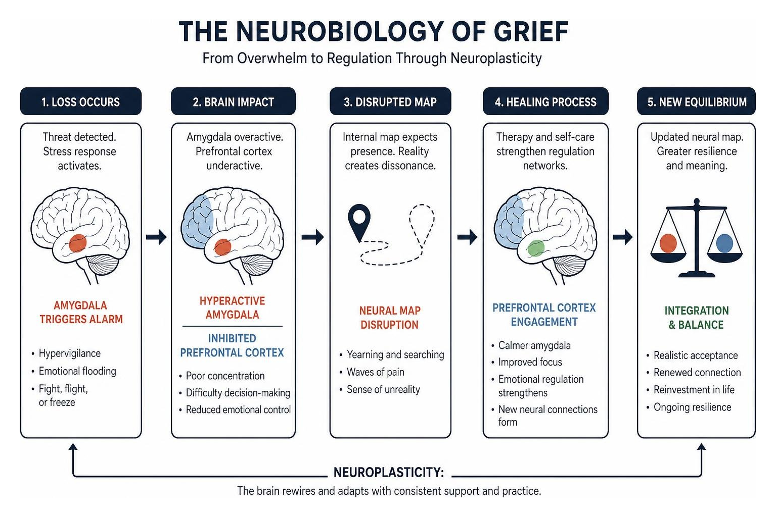 Diagram detailing the neurobiology of grief showing hyperactive amygdala response and prefrontal cortex engagement Diagram detailing the neurobiology of grief showing hyperactive amygdala response and prefrontal cortex engagement