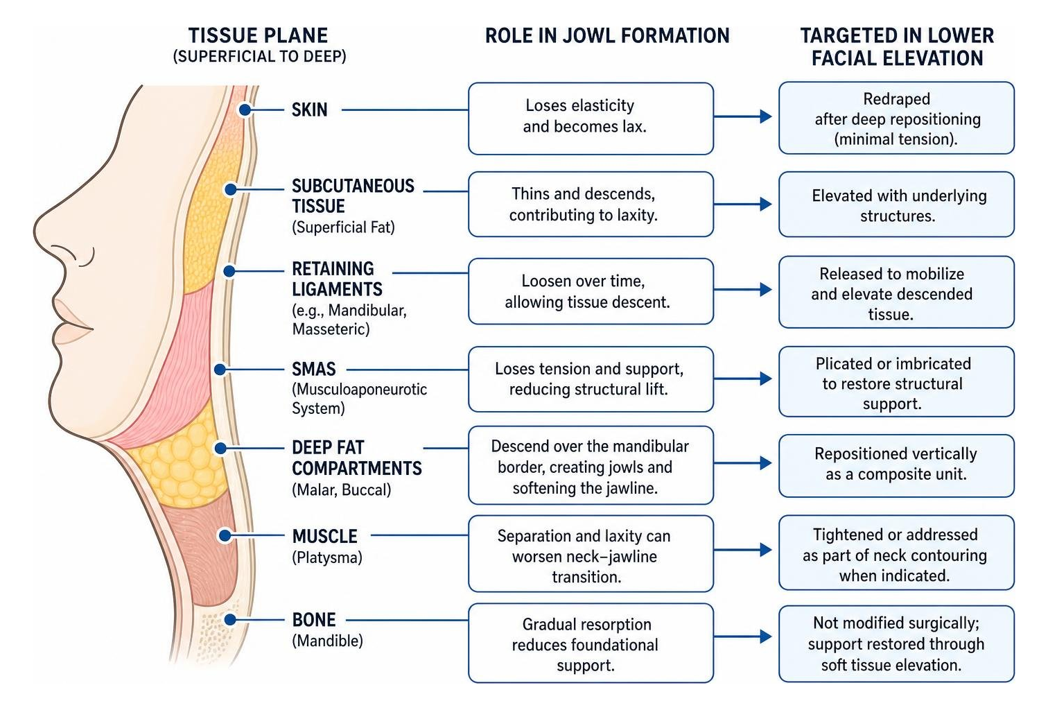 Surgical tissue planes involved in lower facial elevation