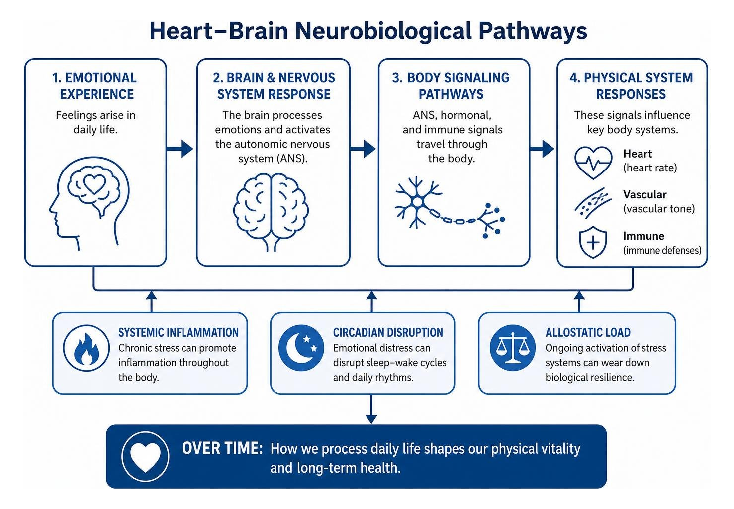 Heart and brain neurobiological pathways diagram