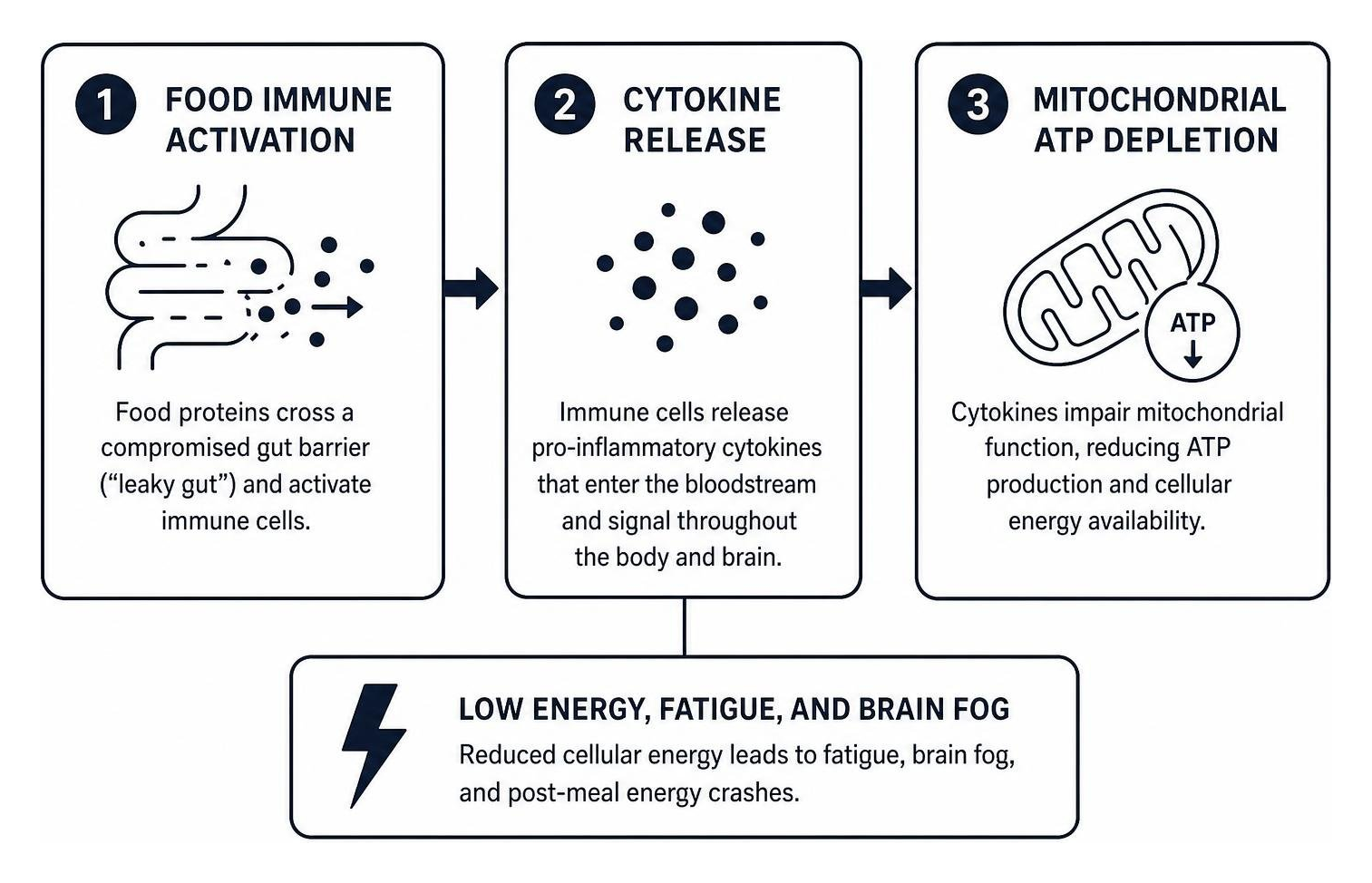 diagram illustrating food immune activation leading to cytokine release and mitochondrial ATP depletion diagram illustrating food immune activation leading to cytokine release and mitochondrial ATP depletion