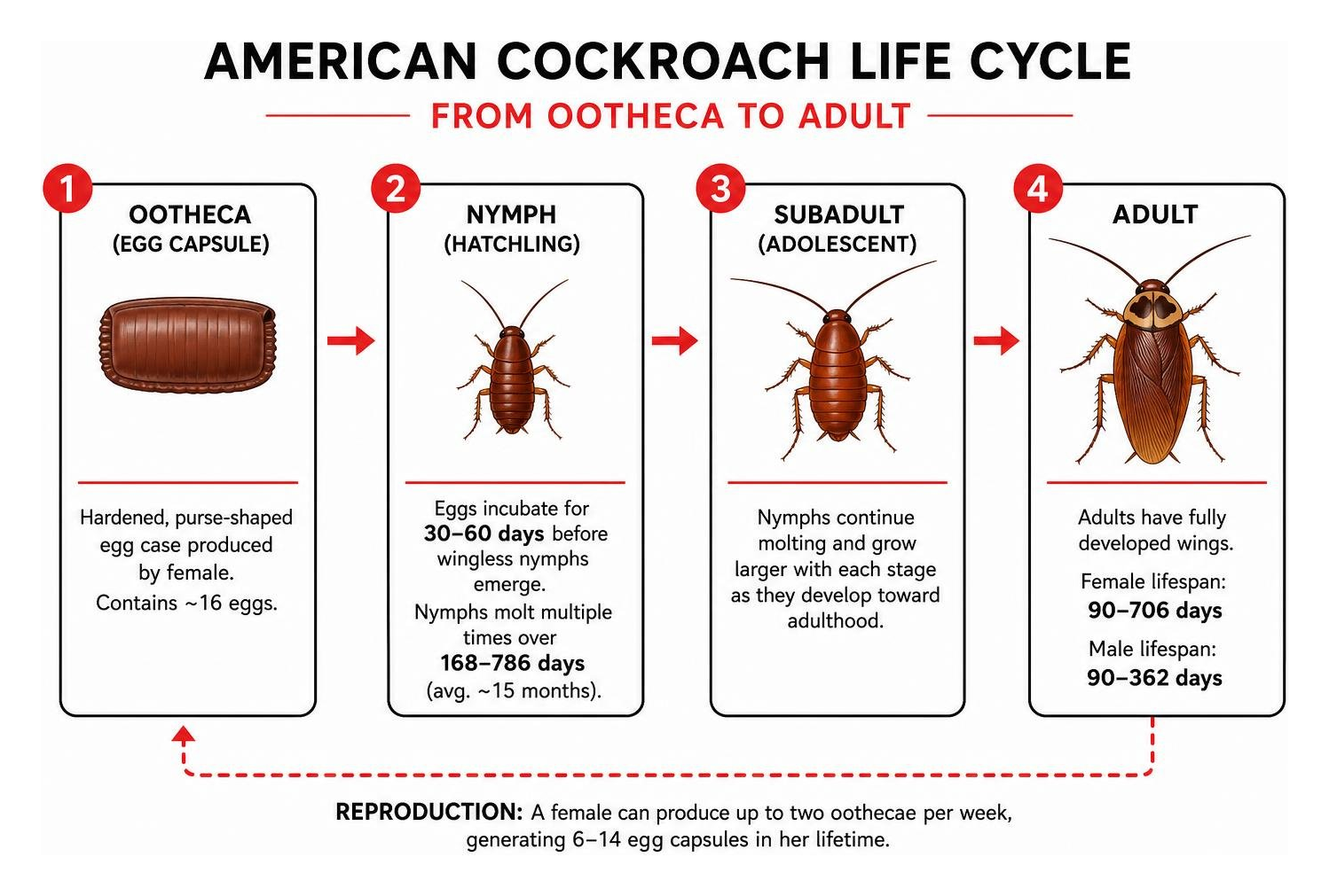 American cockroach life cycle from ootheca to adult