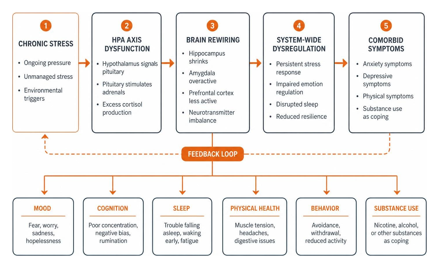 Process diagram showing how chronic stress leads to brain rewiring, HPA axis dysfunction, and comorbid symptoms
