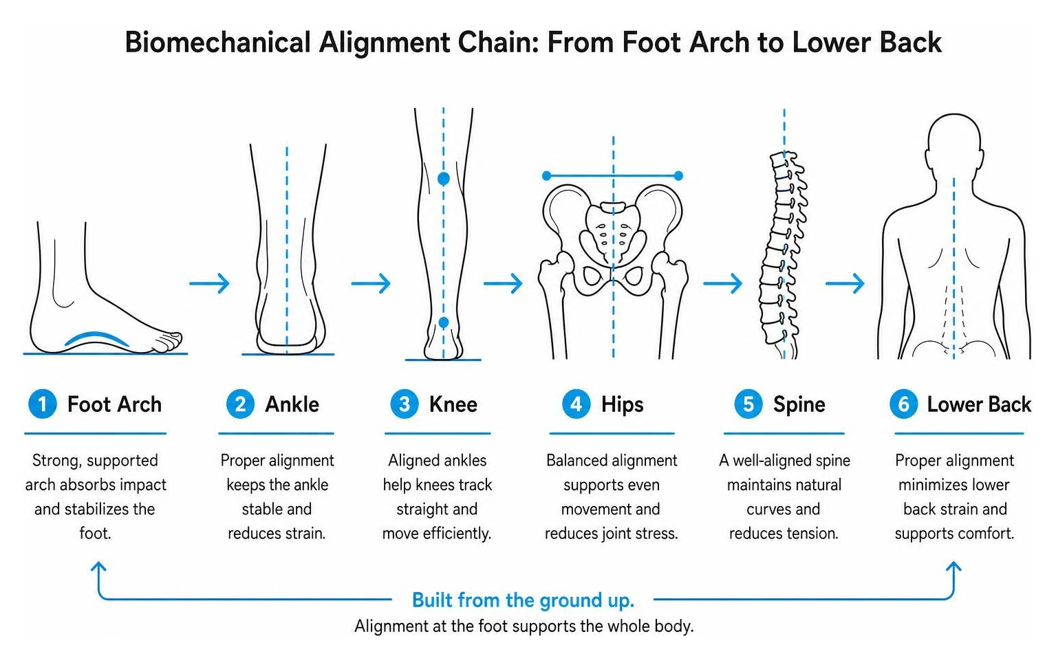 Biomechanical alignment chain from foot arch to lower back Biomechanical alignment chain from foot arch to lower back