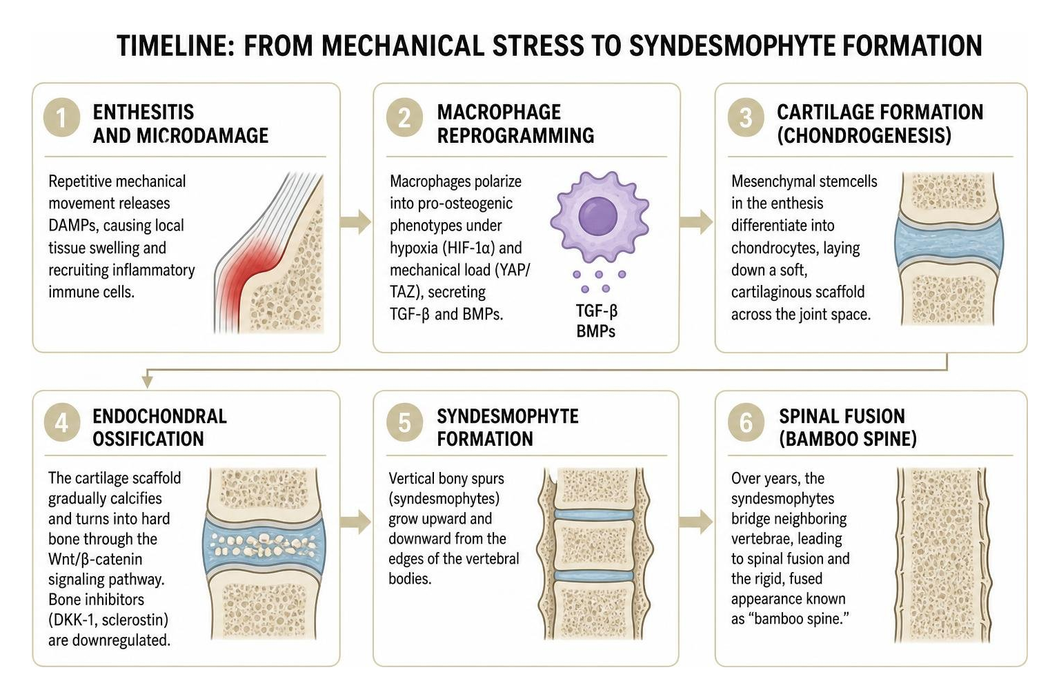 Timeline from mechanical stress to syndesmophyte formation