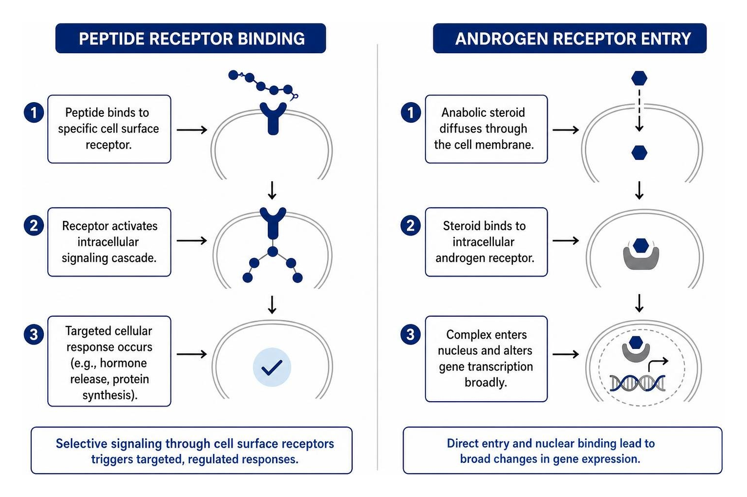Diagram showing peptide receptor binding versus androgen receptor entry Diagram showing peptide receptor binding versus androgen receptor entry