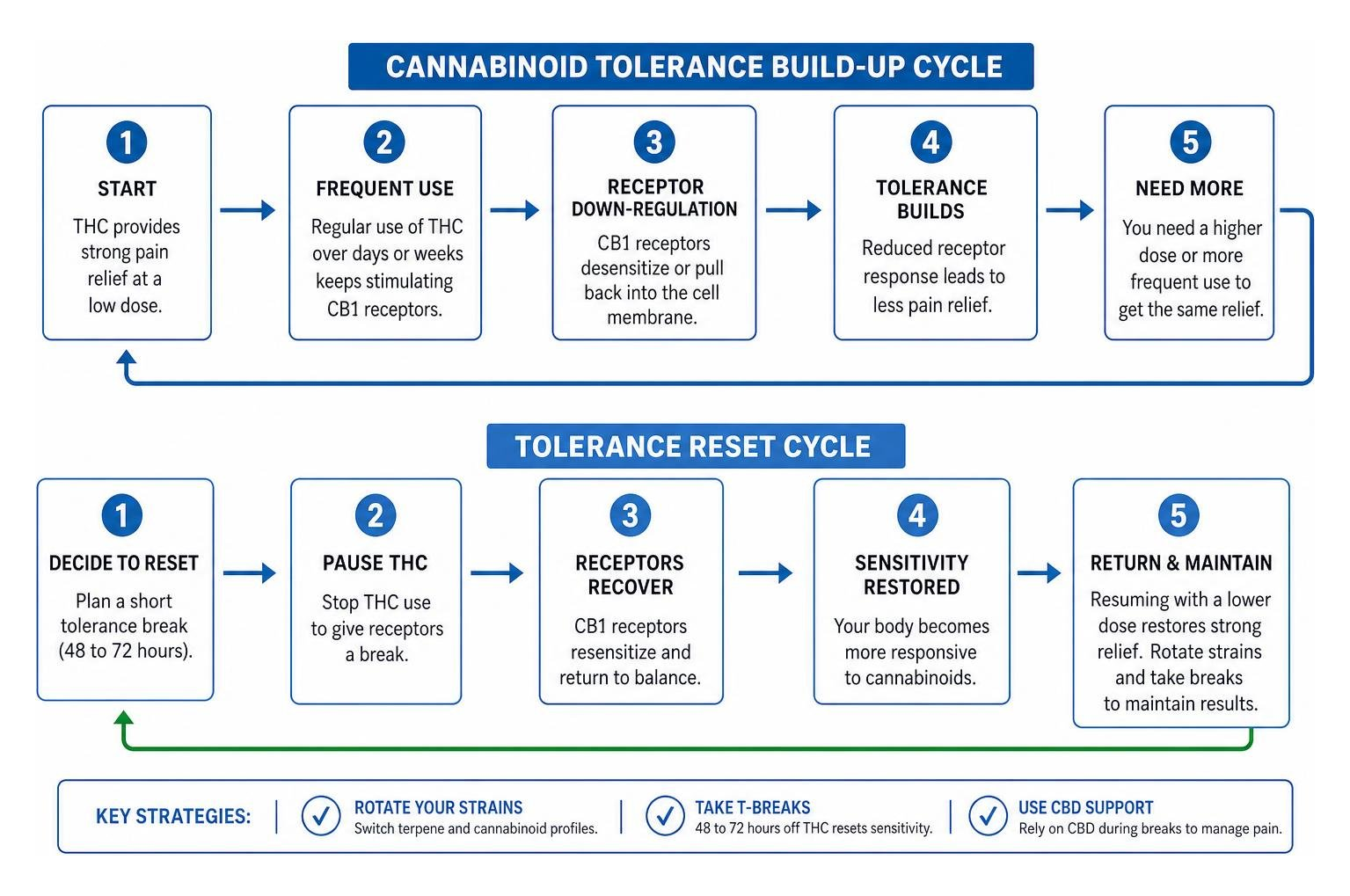 diagram showing the step-by-step process of cannabinoid tolerance build-up and the reset cycle diagram showing the step-by-step process of cannabinoid tolerance build-up and the reset cycle
