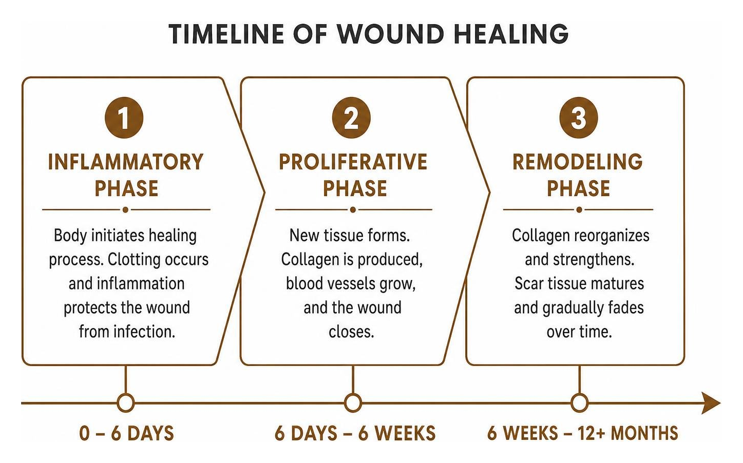 Timeline of the three phases of wound healing: inflammatory, proliferative, and remodeling