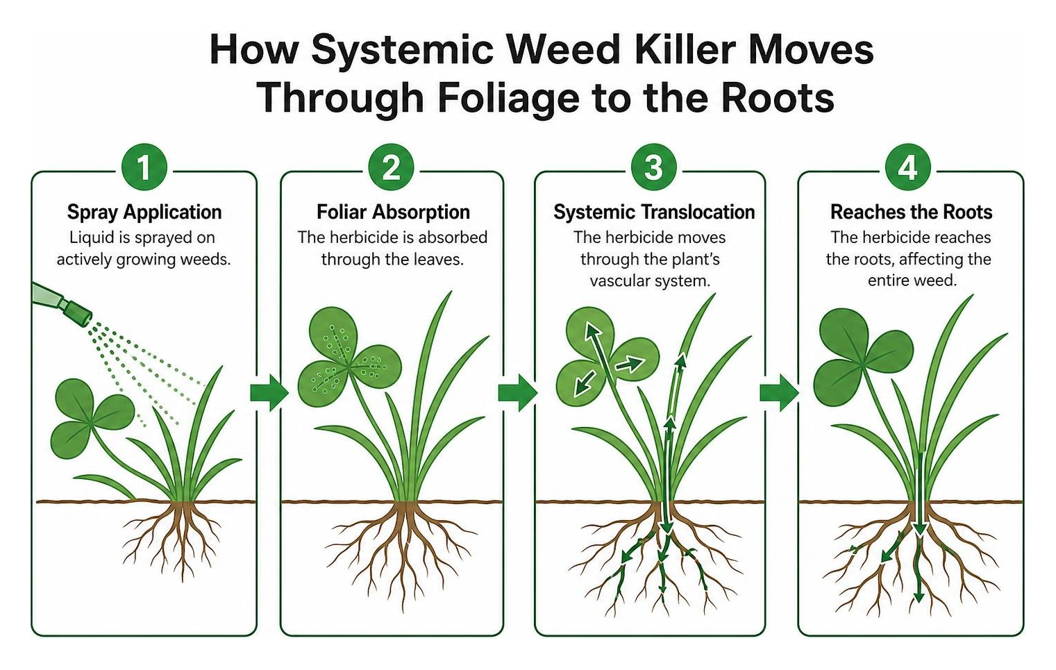 How systemic weed killer moves through foliage to the roots How systemic weed killer moves through foliage to the roots