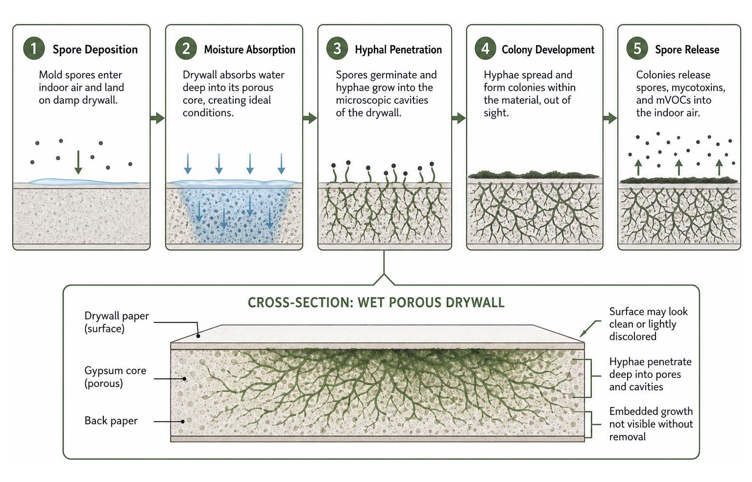 Diagram illustrating mold spore colonization on wet porous drywall Diagram illustrating mold spore colonization on wet porous drywall